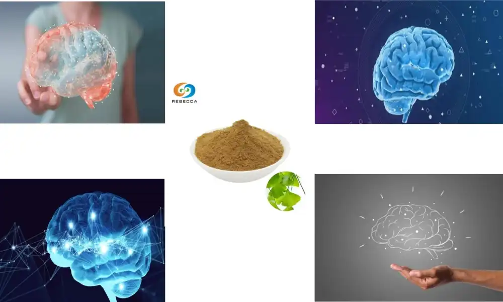 Buying Guide: How to Choose High-Quality Ginkgo Leaf Powder? Buying Guide: How to Choose High-Quality Ginkgo Leaf Powder?